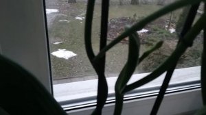 У орхидеи цветонос из точки роста. Что ожидать от такой орхидеи?