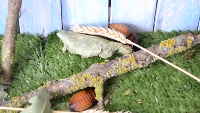 Новые необычные питомцы. МАДАГАСКАРСКИЕ ТАРАКАНЫ!!! смотреть онлайн