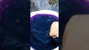 Эта подкормка завалит клубникой , подкормка клубники весной