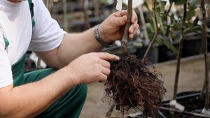 Какой саженец яблони выбрать для посадки