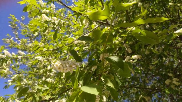 Ранее цветение черемухи к жаркому лету смотреть онлайн