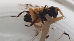 Богомол Что будет если богомол увидит колорадского жука драка богомола и пчелы.