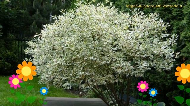 Дерен белый Элегантиссима. Краткий обзор описание характеристик cornus alba Elegantissima