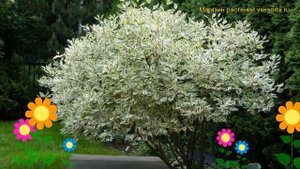 Дерен белый Элегантиссима. Краткий обзор, описание характеристик cornus alba Elegantissima