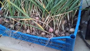 Выкопал чеснок, однозубка. результаты хорошие.