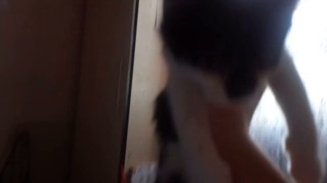#Спасениекотёнка. Спасли котёнка которого съедали блохи!