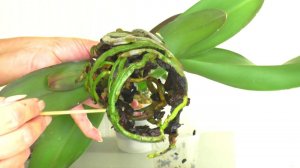 Не ПЕРЕСАЖИВАЮ Орхидею СРАЗУ ПОСЛЕ ПОКУПКИ. Нарастить корни Орхидеи, в горшке с торфяным стаканом.