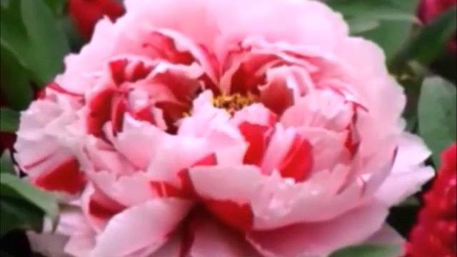 Азбука цветов (П)ПОЛНАЯ ВЕРСИЯ смотреть онлайн