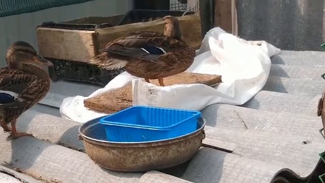 Почему ? , дикие утки дерутся ?//Друзья помогите!!! смотреть онлайн