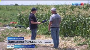 Астраханский фермер решил узнать, какой сорт томатов растёт лучше