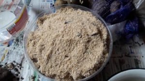 Как подготовить к посадке картофель сорта Уника и омоложенной а также сорт киви и суперэлиту