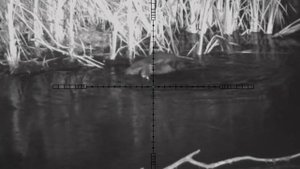 Охота на бобра с 223кл. Пульсар ультра 455 LRF.