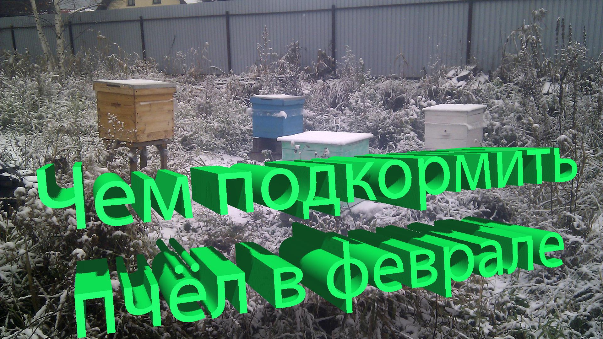 Профессор Кашковский: Чем лучше подкормить пчёл зимой?