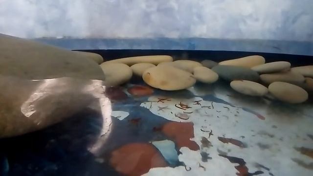 Завёл иглистого тритона! | Обустройство террариума. смотреть онлайн