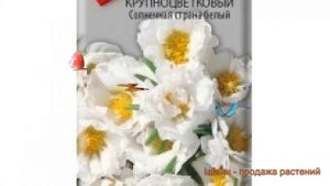 Портулак крупноцветковый Солнечная страна белый ? обзор: как сажать, семена портулака