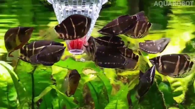 Гурами Шоколадный | (Sphaerichthys osphromenoides). смотреть онлайн