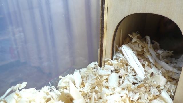 ХОМЯК ЛЫСЕЕТ ПОСЛЕ ВИРУСА / ХОМЯК ПОЛЫСЕЛ / ОСЛОЖНЕНИЕ ПОСЛЕ ВИРУСА у Хомки / Alisa Easy Pets