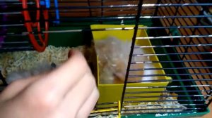 Поменялись клетками. Хомки бушуют!