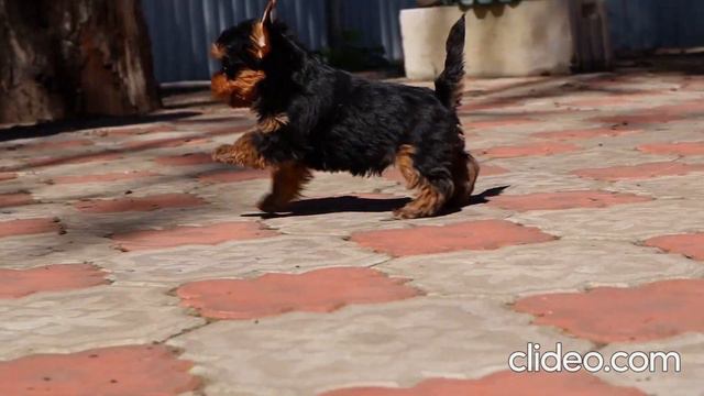 Анвире Тимон, 2,5 мес. Щенок Йоркширского терьера смотреть онлайн