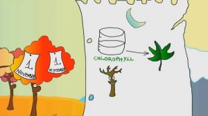 Why Do Leaves Change Color in Fall?