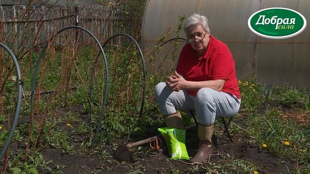 Как правильно удобрять малину. Удобрение для малины Добрая сила.