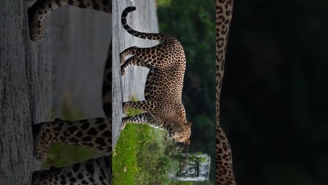 Prince of Horton Plains #hortonplains #leopard #srilanka #visitsrilanka #wildlife