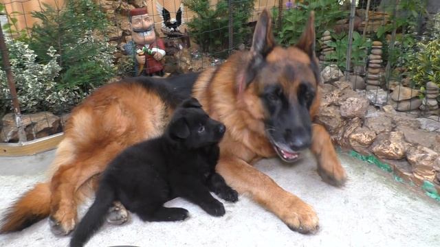 НЯНЯ Райд и ДЕТСКИЙ САД! Щенки ВЕО и кобель Немецкой Овчарки 6 лет Одесса смотреть онлайн