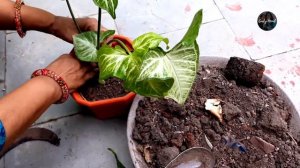 All About Syngonium philodendron plant( Arrowhead plant)  propagation / soil mix / care /growth