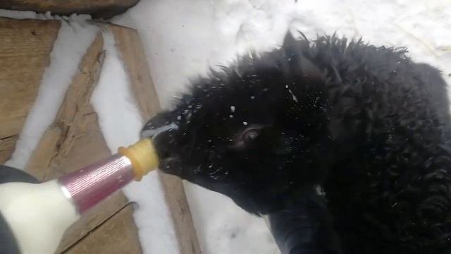 КОРМЛЕНИЕ ЯГНЁНКА!