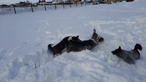 РУССКОЕВРОПЕЙСКАЯ ЛАЙКА ПРИТРАВКА ПО КАБАНУ.