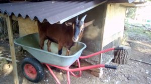 Камерунские Карликовые Козы. Какого на Самом Деле Они Размера