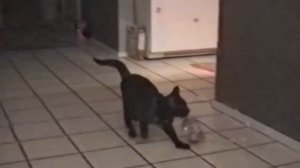 Funny Scaredy Cats Compilation! - (READ DESCRIPTION) 👇🔥