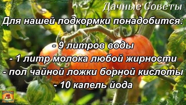 Супер подкормка помидоров Побрызгала на томаты и получила в 10 раз больше урожая Вот это результа