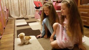 Собачка, лает и прыгает / #Toy dog, #barking and #jumping