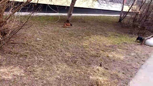 Наши цвергпинчеры на прогулке.