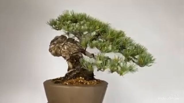 Pinus parviflora bonsai смотреть онлайн