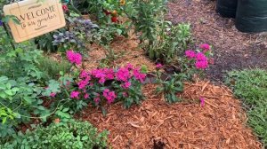 August Garden Tour|Colorful Garden Space|Fall Gardening