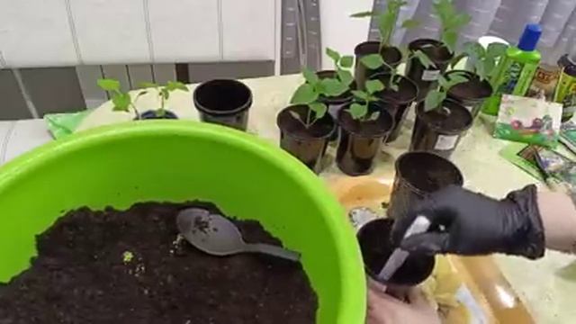 Идеальный грунт для пересадки рассады перца.Безболезненная перевалка острого перца.02.02.2023 смотреть онлайн