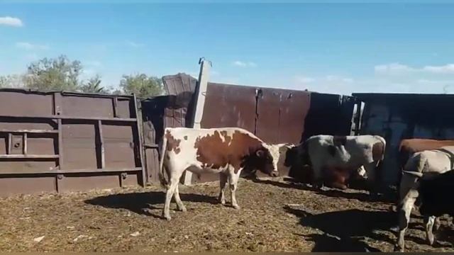 Бычки ангусы , аулиеколь , сементал продажа от 2х до 3х лет.