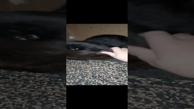 Это мой котик Сëма