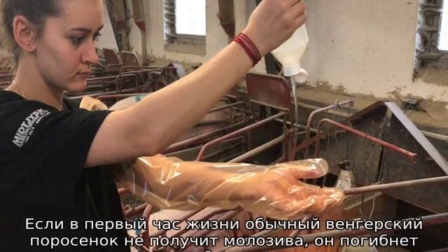 Опорос свиней смотреть онлайн