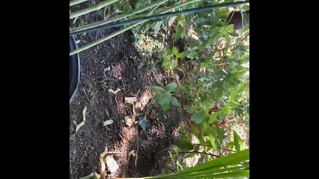 Planting Baptisia Decadence Blueberry Sundae, Lupine, Butterfly weed and Shasta daisy in my garden смотреть онлайн