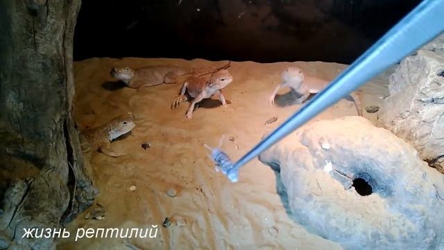 кормление ушастых круглоголовок смотреть онлайн