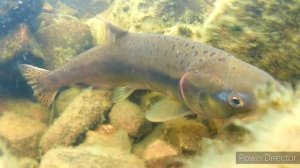 на рыбалку за горбушей