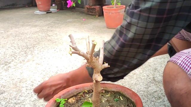 Bougainvillea multicolor - multi-grafted смотреть онлайн