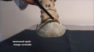 предплечье и кисть домашних животных