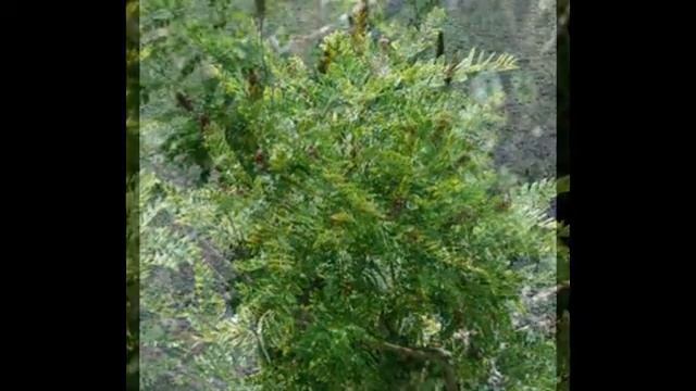 Аморфа карликовая — листопадный кустарник смотреть онлайн