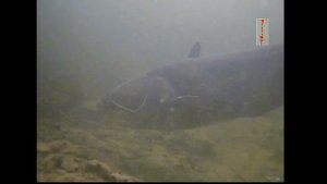 Поклевка СОМА на нарезку рыбы. Подводная Съемка. рыбалка. fishing. Квок, Ловля сома на квок