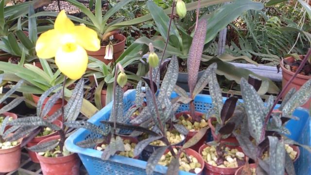 Paphiopedilum armeniacum (part 2) смотреть онлайн