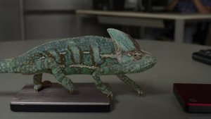 Как хамелеон меняет цвет